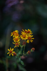 In the wild, the plant Common Ragwort, Jacobaea vulgaris grows among the grasses, September 2025