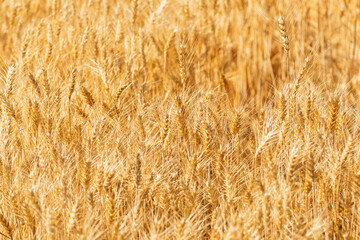 Close up of a Golden Wheat Field at Sunset The Concept of Agriculture