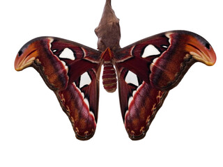 Exhibiting vibrant colors and intricate patterns, a giant Saturnia moth emerges, spreading its wings in a secluded area. This moment captures the beauty of nature's transformation.