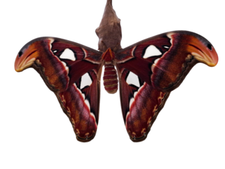 Exhibiting vibrant colors and intricate patterns, a giant Saturnia moth emerges, spreading its wings in a secluded area. This moment captures the beauty of nature's transformation.