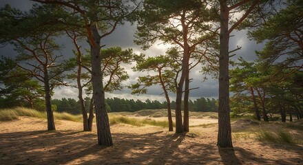 Forest landscape with sunlight filtering through trees at daytime