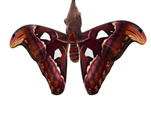 Exhibiting vibrant colors and intricate patterns, a giant Saturnia moth emerges, spreading its wings in a secluded area. This moment captures the beauty of nature's transformation.