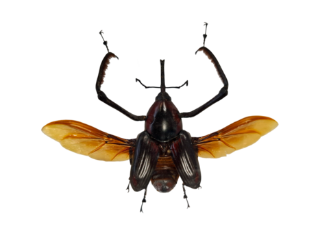 Cytotrachelus buqueti, a bamboo weevil beetle, is shown in detail with its wings extended. This beetle is isolated for educational purposes in a lab setting.