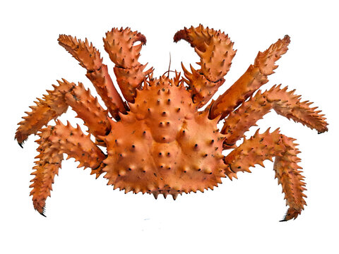 This spiny king crab showcases its unique orange color and spiky shell. The crab is isolated with no surrounding elements, highlighting its distinctive shape and details.