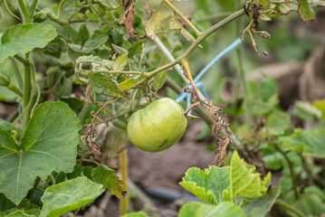 A Green Unripe Tomato on the Vine The Concept of a Gardening