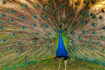 Obraz premium Front View of a Peacock Display