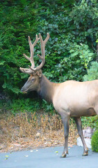 Handsome Male Elk - Cannon Beach