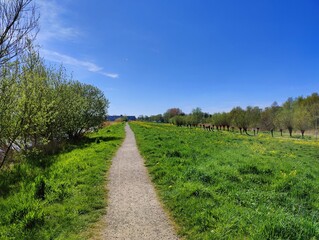 Scenic Summer Path Through Vibrant Green Countryside Meadow