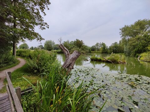 Rustic Wooden Bench by Tranquil Lakeside in Nature Park
