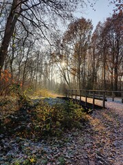 Scenic Wooden Bridge in Tranquil Autumn Forest Pathway