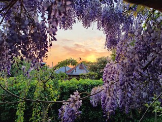 Serene Purple Wisteria Blossoms at Sunset in a Vibrant Garden