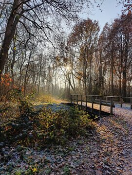 Scenic Wooden Bridge in Tranquil Autumn Forest Pathway