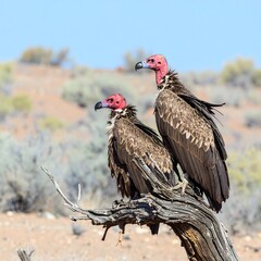 Two vultures perched on a dead tree in a desert landscape