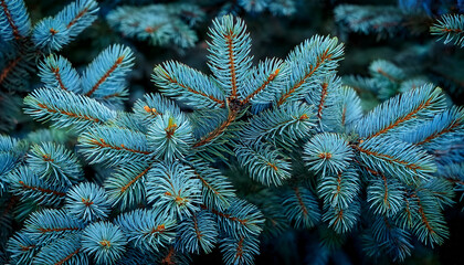 Branches Of Blue Spruce