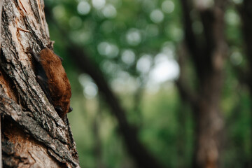 A sleeping bat upside down in a tree. Autumn bat migration. A broad-eared bat preparing for hibernation.