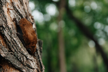 A sleeping bat upside down in a tree. Autumn bat migration. A broad-eared bat preparing for hibernation.