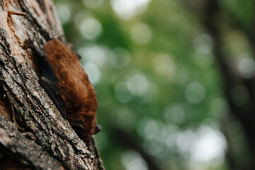 A sleeping bat upside down in a tree. Autumn bat migration. A broad-eared bat preparing for hibernation.