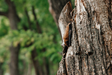 A sleeping bat upside down in a tree. Autumn bat migration. A broad-eared bat preparing for hibernation.