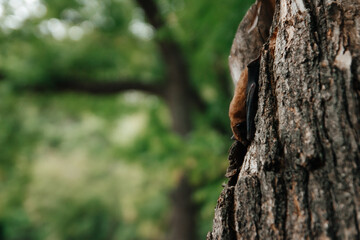A sleeping bat upside down in a tree. Autumn bat migration. A broad-eared bat preparing for hibernation.