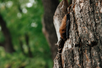 A sleeping bat upside down in a tree. Autumn bat migration. A broad-eared bat preparing for hibernation.