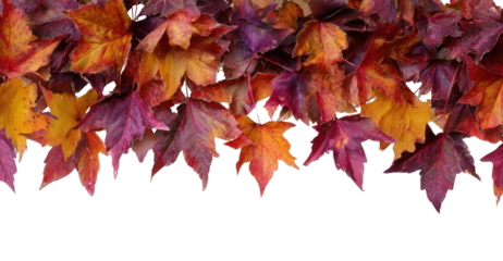PNG Vibrant autumn leaves on white