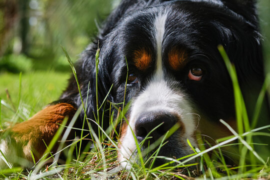 Outdoor portrait of a Bernese dog.  Bernese Zennenhund dog resting in grass.