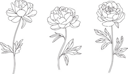 Delicate floral outlines of blooming peonies peony flower