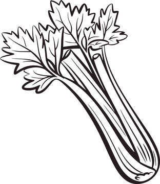 celery drawing with pencil