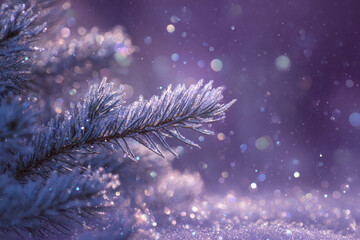 Fir tree branch covered with snow and frost against blurred purple background