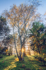 Obraz premium The sunlight throught the trees in the woods. Autumn sunshine in the forest, Hungary.
