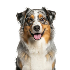 Illustration of dog on transparent background