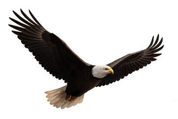 Fototapeta premium Bald eagle spreading wings flying, symbolizing freedom, patriotism, and independence, isolated on transparent background