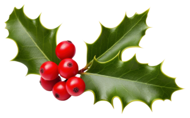 PNG Holly plant leaf tree.