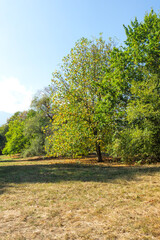 Obraz premium Landscape of South Park in city of Sofia, Bulgaria