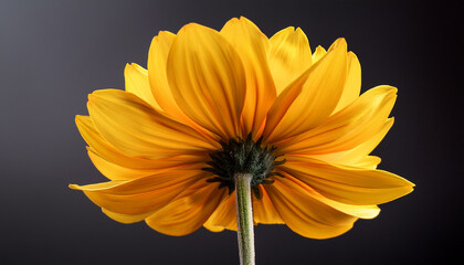 Large Bright Yellow Flower With A Long Stem