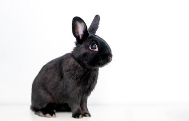 A black Dwarf mixed breed pet rabbit sitting