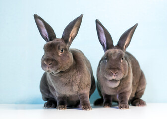 Two Rex rabbits sitting next to each other