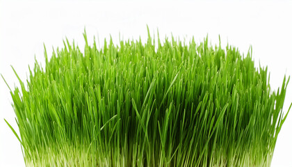 Green Grass Isolated On White