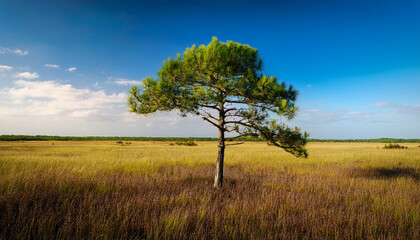 Fototapeta premium Lone Pine Tree In A Florida Field