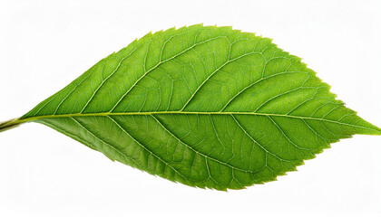 Obraz premium Green Leaf Isolated