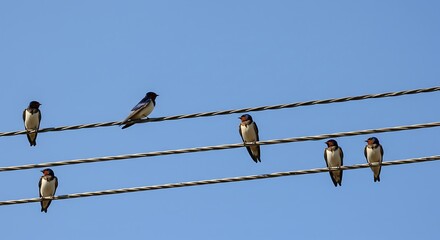 Birds perched on power lines against a bright blue sky background