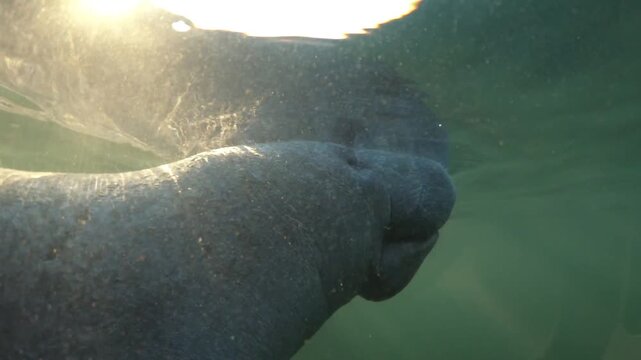 Manatee underwater video: A young manatee living around Florida surfaces to breathe and turns its face towards us.
Wild manatees gather around Crystal River when the waters of the Gulf of Mexico cool.