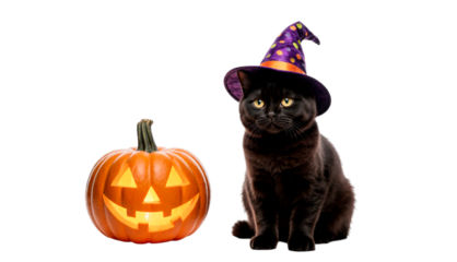 halloween pumpkin with witch hat isolated