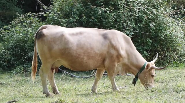 Agriculutura y ganaderia en Navarra, vaca rubia comiendo en un prado - Blonde cow eating froma a pasture in Navarra, Spain