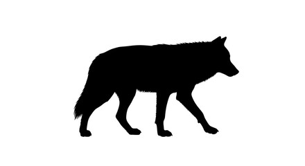 Obraz premium wolf vector illustration