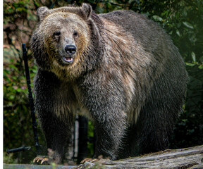 Grizzly Bear watching through the woods