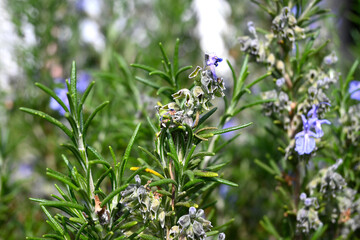 FLORES JARDIN PASTO GARDES ROMERO MARAGARITA FLOR PUERTA MANILLA 