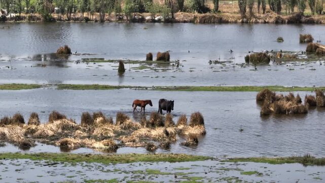 Drone movimiento lateral con caballos pastando junto a los canales de Xochimilco, Ciudad de M&eacute;xico &ndash; video a&eacute;reo 4K