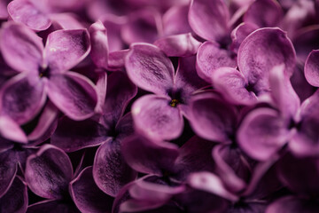 close up of purple lilac flowers