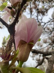 magnolia tree blossom